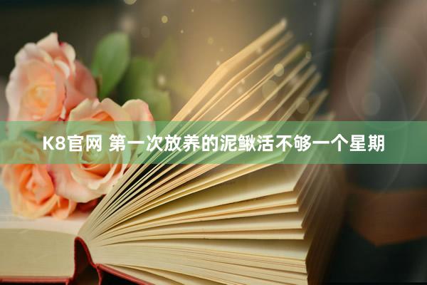 K8官网 第一次放养的泥鳅活不够一个星期